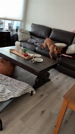Crazy Boxer Dog Moments That Will Make You Laugh