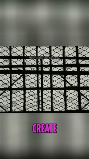 Prison's True Purpose: Punish or Reform? #shorts