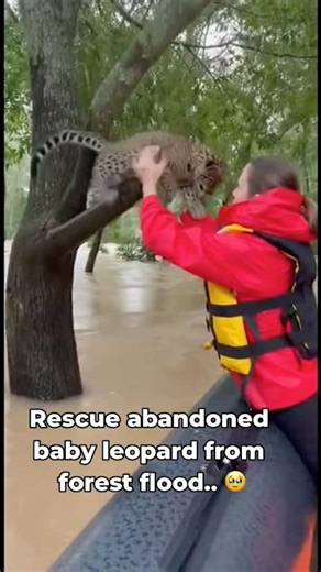 Dramatic rescue of animals from flood waters #2