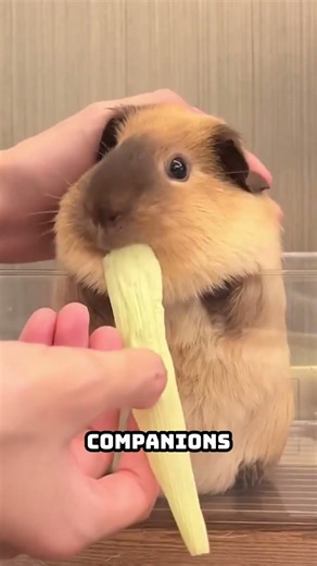 How Guinea Pigs Bond With Each Other (Social Secrets Explained)