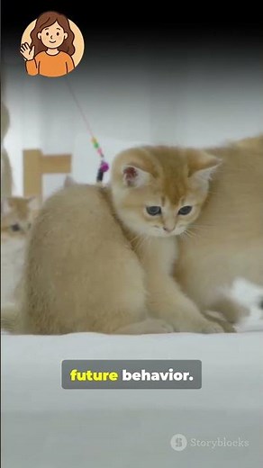 4 Kitten Facts Every Cat Owner Must Know