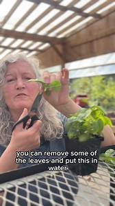 5.5K views · 94 reactions | Are you harvesting your basil correctly?...