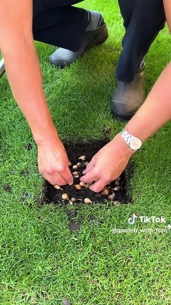 Snowdrops In Lawns: Gardening Tips for Spring Bulb Planting