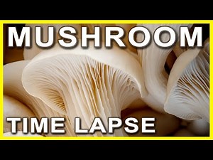 Oyster Mushroom Growing Time Lapse