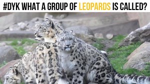 7.6K views · 127 reactions | Leaping Leopards! | Brookfield Zoo Chicago | Facebook