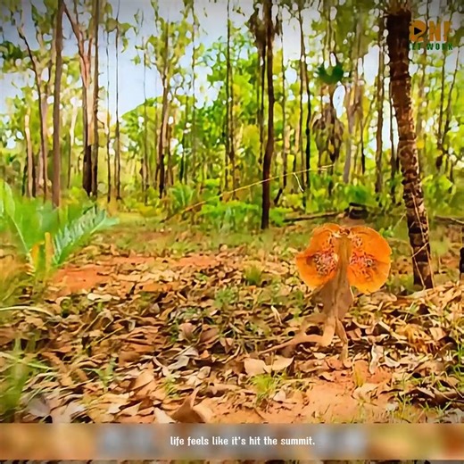 Review animal 2 | I love animals.