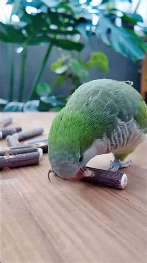 Parrot Team Java Wood Acacia Wood Parrot Chewing Toy