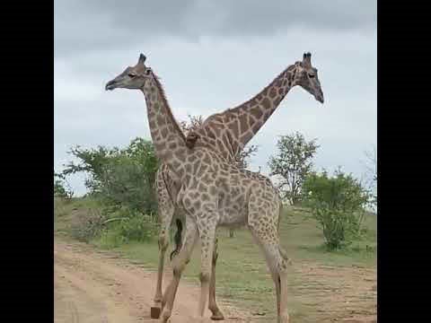 Just one giraffe 🦒 helping another giraffe 🦒 stretch those long legs 🦵🏽