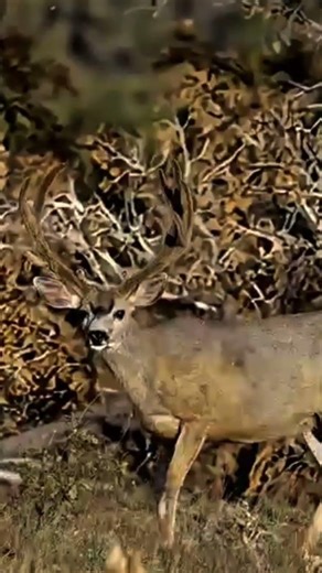 VIP Hunter vs Wild Deer | Viral Hunting Clip 🦌#hunting#viphunter#famoushunter#viralhunting#hunterlif