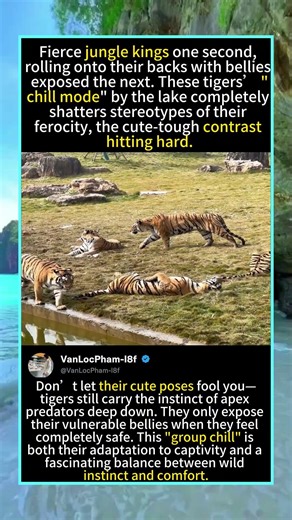 Watch These Fierce Tigers "Chill Out" in the Zoo#Tigers #BigCats #Wildlife
