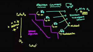 Electron carrier molecules