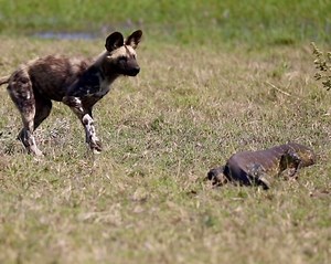 304 reactions · 11 shares | Nile monitors are amongst the largest lizards in the world, reaching 8ft and up to 40 pounds. Their primary defense is their tails which they can use to whip any would-be predators. #lizard #lizards #reptiles #wilddogs | A Wild Connection | Facebook