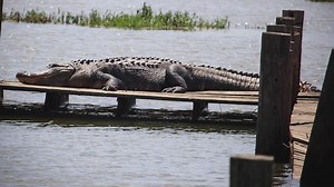 Biggest Alligator In The World [2022] Must To See To Believe