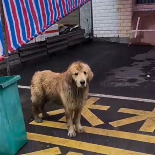 Abandoned Golden Retriever Rescued and Given a Second Chance at Life 🐕💛 #animallover #lovefordog #smalldog #rescueanimal #dogrescue | Animal Rescuers United