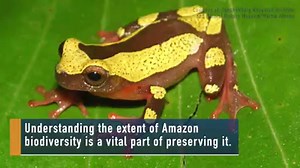 8.4K views · 164 reactions | Afraid of clowns? These adorable clown tree frogs might help change your mind. Researchers recently described two new species of these brightly patterned amphibians from the Amazon region, and this classification re-evaluated how the frogs were previously identified. Keep reading: https://goo.gl/IZfrfC | LiveScience | Facebook