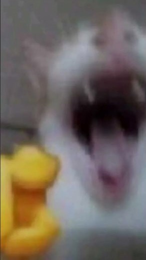 Pointing and laughing cat meme