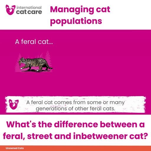 What’s the difference between feral, street and inbetweener cats? 🤔 The Cat Lifestyle Spectrum identifies a broad range of cats with very different needs and desires to live closely with people. 🐈 Feral, street and inbetweener cats are not suitable to enter homing centres because they find close proximity to people stressful and wouldn’t be happy living in homes as pet cats. These cats are best supported in their environment through #TNR (trap-neuter-return) programmes to manage their populati