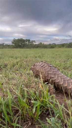 1K views · 39 reactions | Wildlife Fact Wednesday Did you know that...