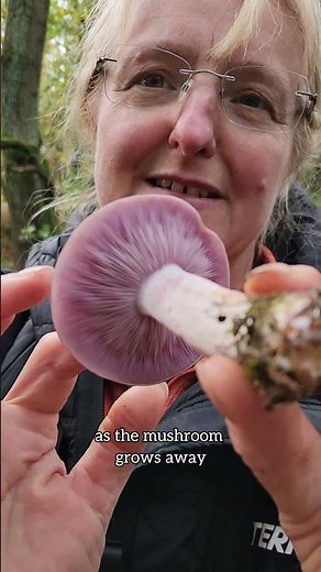 Identification of versatile edible mushroom: Wood Blewit #wood_blewit #fungi #foraging