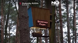 Watch Moscow’s squirrels live with AI-powered feeders