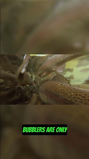 Tap Water & Temp Freshwater Fish Tank MYTHS!
