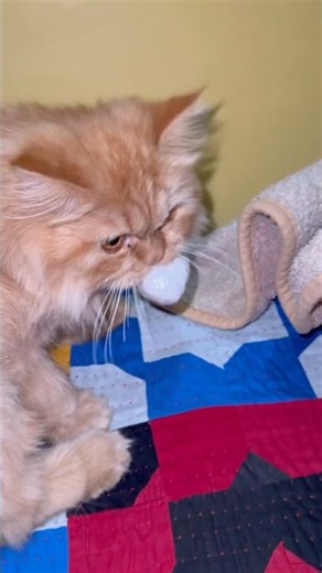 Cat Playing with Ball Like a Baby – Must Watch!