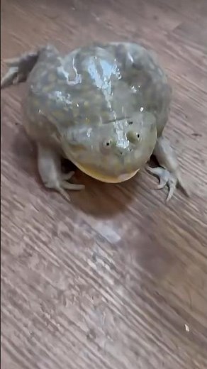 When threatened, Budgett’s #frogs let out a high-pitched scream sounds! #amphibia #animals #shorts