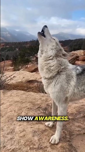 05 Dangerous Facts About Wolf #wolf #WolfAttack #animals #wildlife