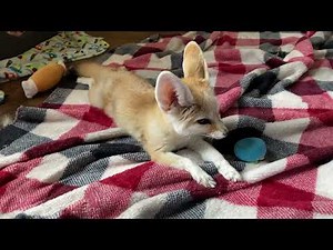 Cute Fennec Fox squeals and Squeaks Wagging tail Sound On!