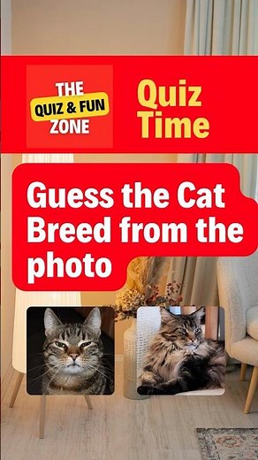 Guess the Cat Breed from the Photo! 🐱 #quiztime