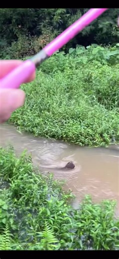 Catch Catfish with Pink Rod: A Fishing Adventure