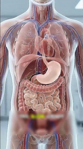 What Happens Inside Your Body After Eating Peanut Butter? 🥜 | Medical Animation