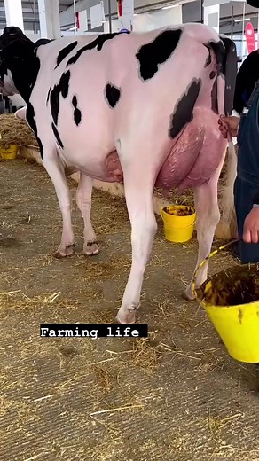 Top class 🏆hf cow topper breed ❤️ #holstein #dairyfarming #reels #PDFA #viral #cow #dairyfarm #reelsviral #reelsfb Farming .Life | Farming .Life