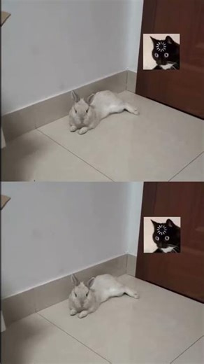 Rabbit Farting Sound: Have You Ever Heard This Hilarious Noise