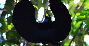 Super-Black Is the New Black