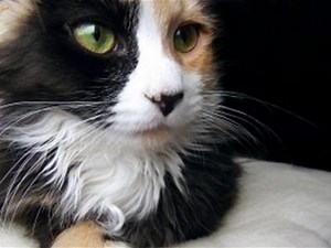 How To Adopt A Cat