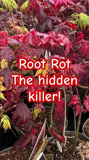 Root Rot - Japanese maple trees, growing tips #japanesemaple #plants #japanesetree #gardening #maple