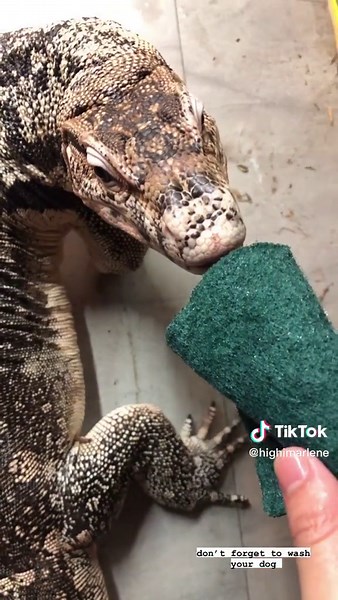 Giant Asian Water Monitor Lizard Care Guide