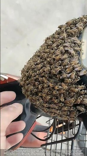 Bees on Electric Bikes : Why Tech Attracts Nature