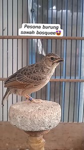 112K views · 731 reactions | #Penangkaran3mahkota #Mirafrajavanicajavanica #Burungbranjanganjavanica #Piyikmirafrajavanica | Wong Jawo | Facebook