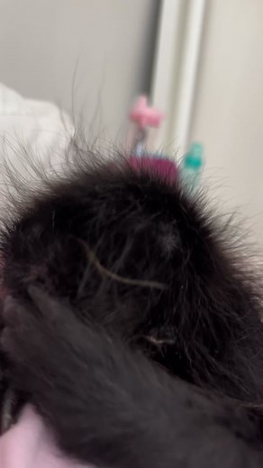 Adorable Morning Monkey with Spiky Hair | Monkey TikTok Compilation