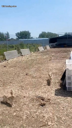 #rabbit #الارنب | نجوم صيد البر