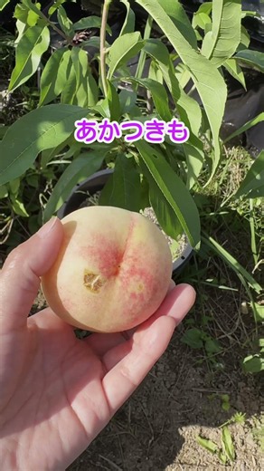 初収穫🍑！ #家庭菜園 #プランター栽培 #収穫 #鉢植え