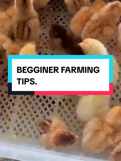 BEGGINER FARMING TIPS. #creatorsearchinsights #poultry #poultryfarming #diyproject #diypoultry