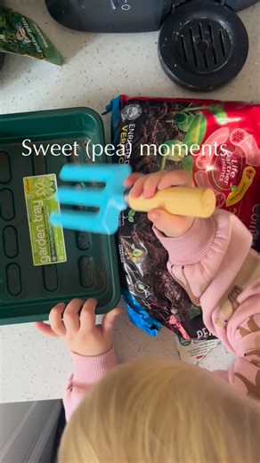 Sweet(pea) moments. Planting sweet peas together using our seed trays and John Innes seedling compost. All seeds (excluding bird and grass seed) are half price until the end of January for Millbrook Family Members. Pop in store, pick your seeds and plant something lovely together. #MillbrookGardenCentre #KentGardenCentre #SweetPeas #GrowYourOwn #GardeningWithChildren | Millbrook Garden Centre - Gravesend