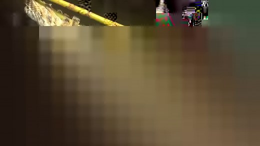 10K views · 357 reactions | Atlas Moth, (Attacus atlas) A timelapse...