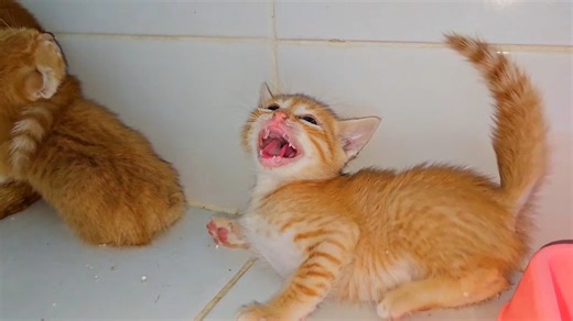 503K views · 14K reactions | Shy Angry ginger kittens #viral | Cute Kittens | Facebook