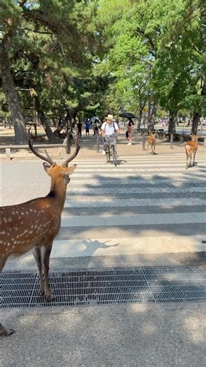 奈良公園で美しい鹿と楽しむ瞬間🦌🌸💕🌹