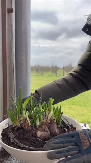 Easy spring DIY: Create your own blooming centrepiece!