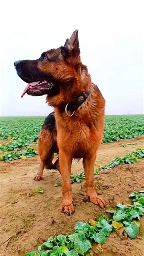 #creatorsearchinsights #germanshepherd #germanshepheard #trend